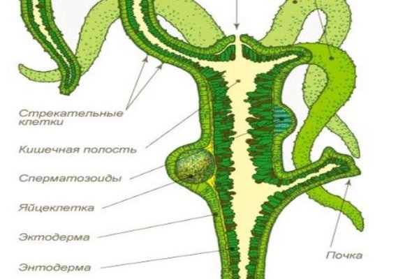 Кракен картель