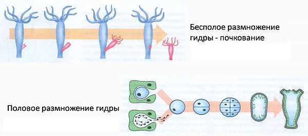 Список луковых tor сайтов
